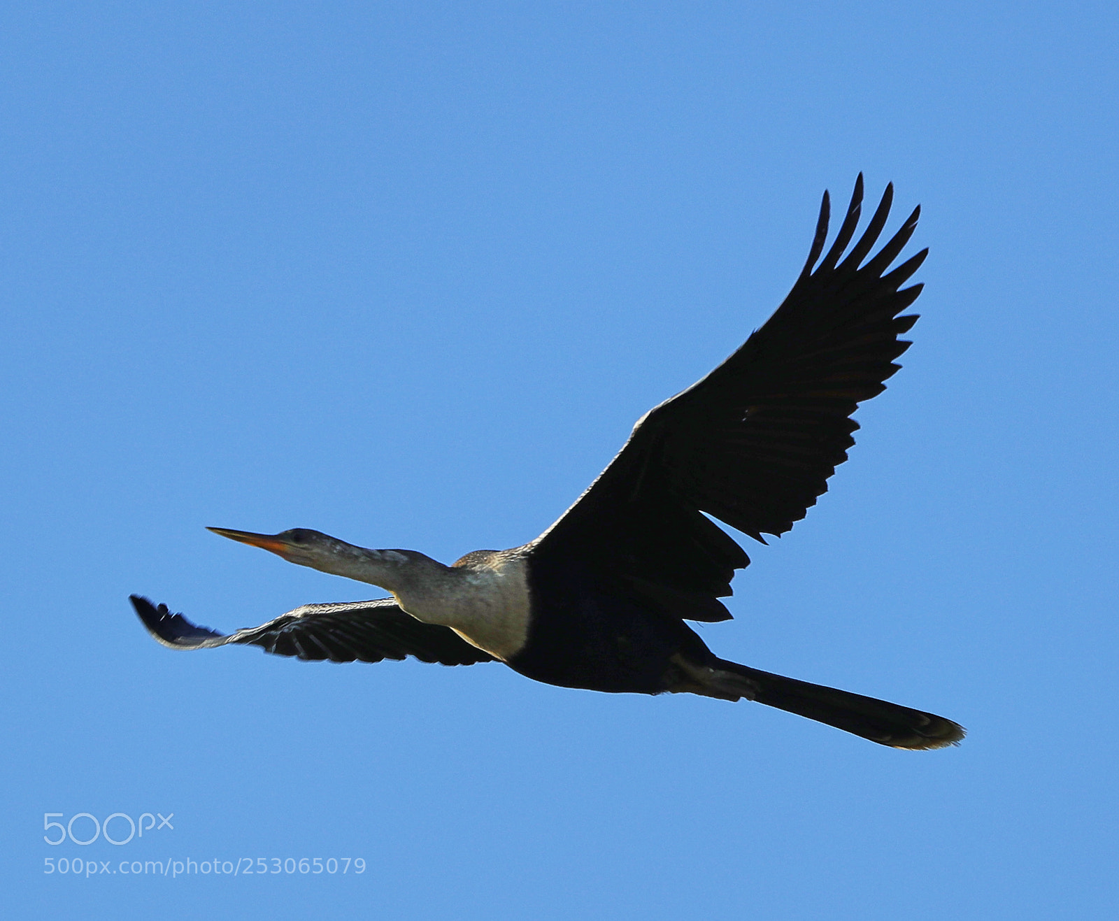 Canon EOS-1D X Mark II sample photo. 04-10-18-0011532.jpg photography