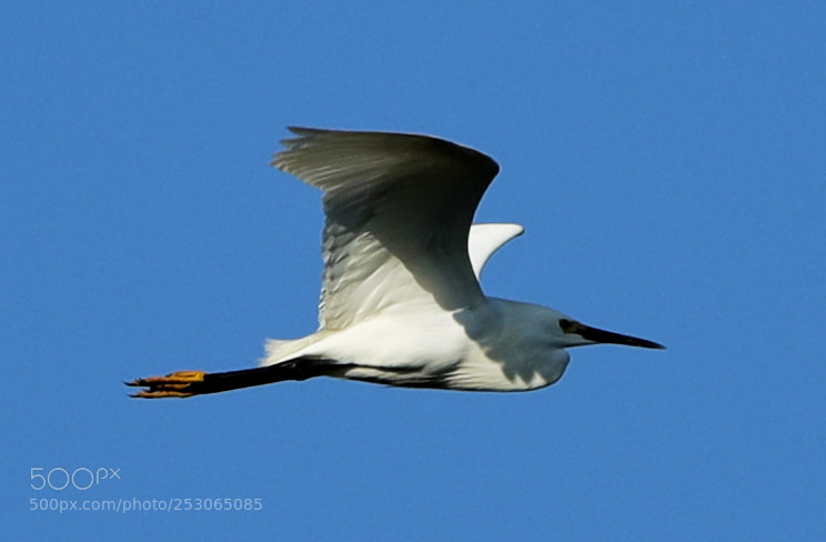 Canon EOS-1D X Mark II sample photo. 04-10-18-0011531.jpg photography