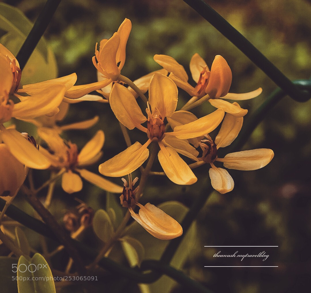 Nikon D7200 sample photo. Flowery moments  photography