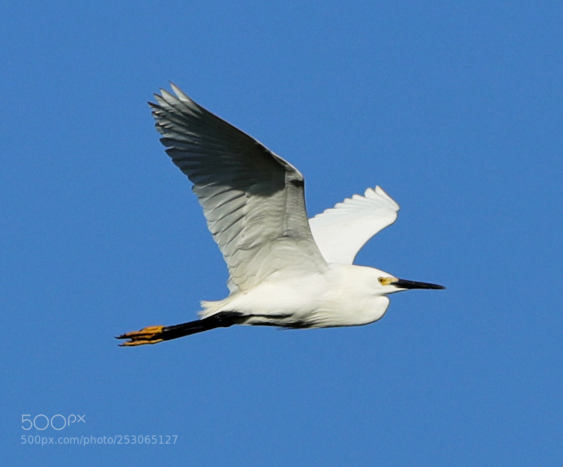 Canon EOS-1D X Mark II sample photo. 04-10-18-0011527.jpg photography