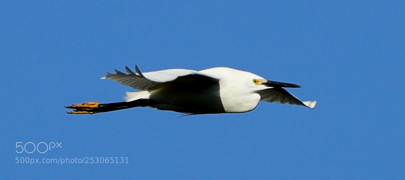 Canon EOS-1D X Mark II sample photo. 04-10-18-0011528.jpg photography