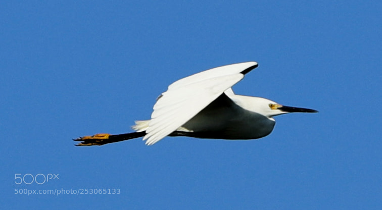 Canon EOS-1D X Mark II sample photo. 04-10-18-0011529.jpg photography
