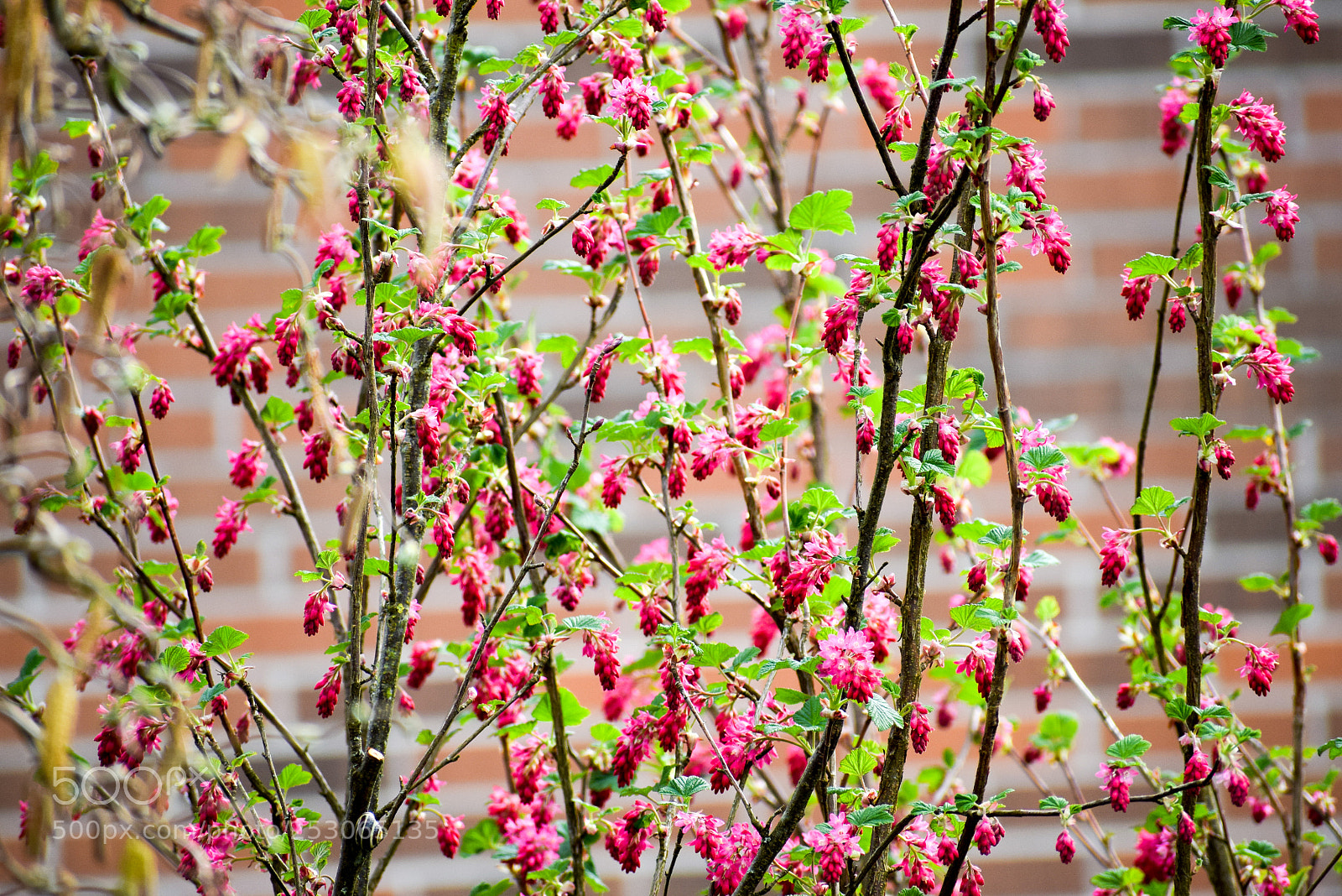 Nikon D3300 sample photo. Ribes photography