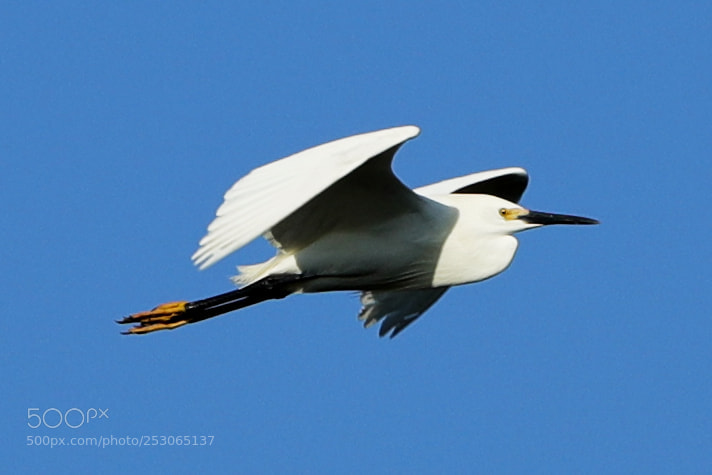 Canon EOS-1D X Mark II sample photo. 04-10-18-0011526.jpg photography