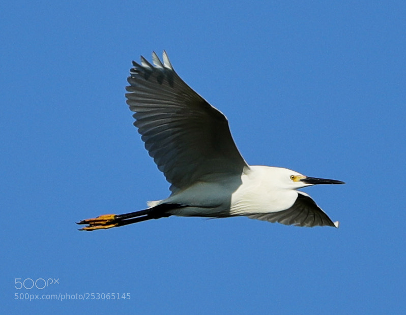 Canon EOS-1D X Mark II sample photo. 04-10-18-0011525.jpg photography