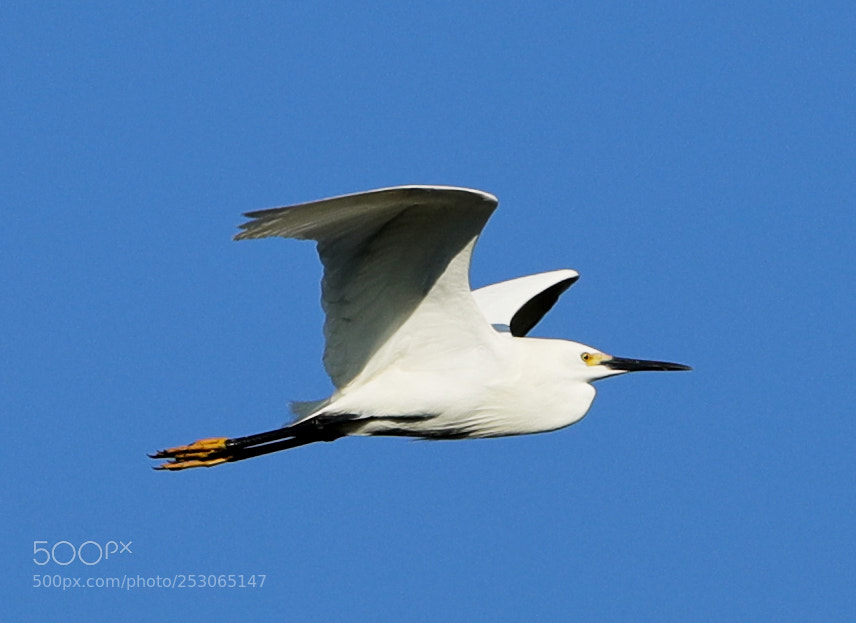 Canon EOS-1D X Mark II sample photo. 04-10-18-0011524.jpg photography