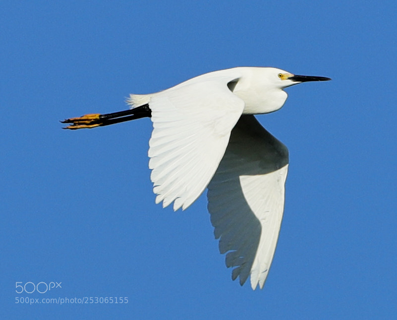Canon EOS-1D X Mark II sample photo. 04-10-18-0011523.jpg photography