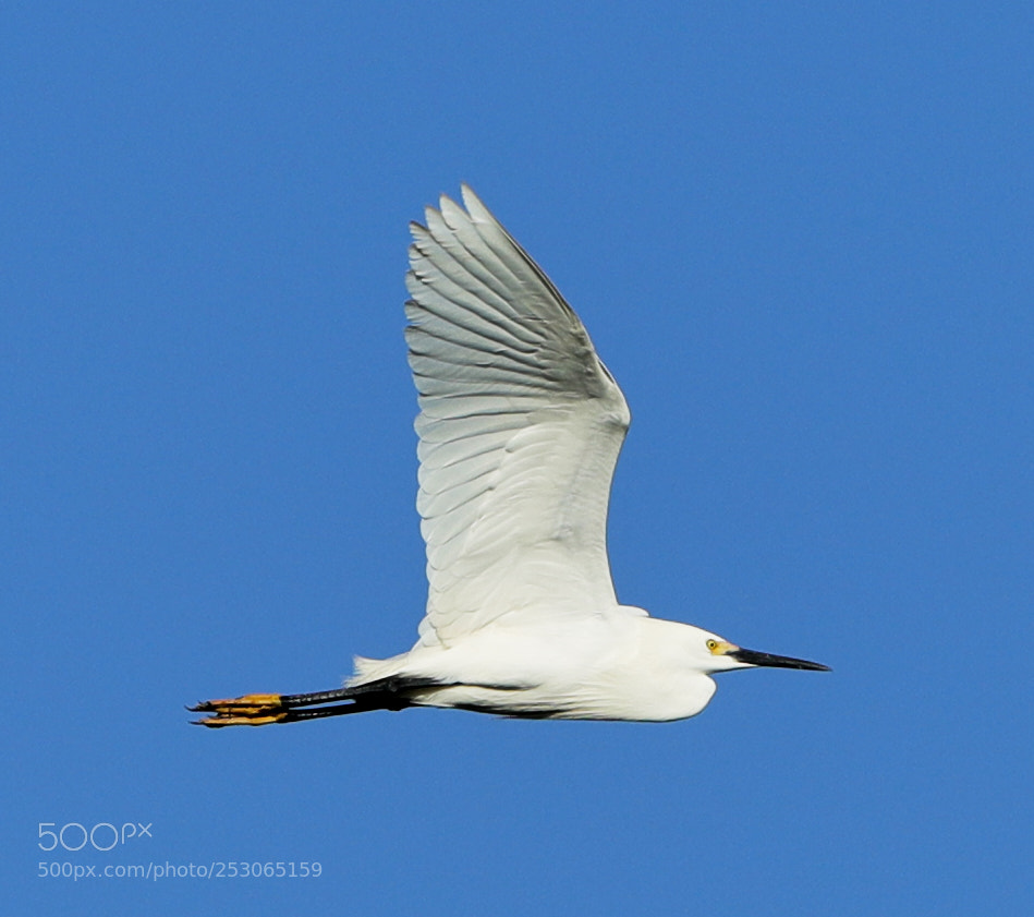 Canon EOS-1D X Mark II sample photo. 04-10-18-0011522.jpg photography