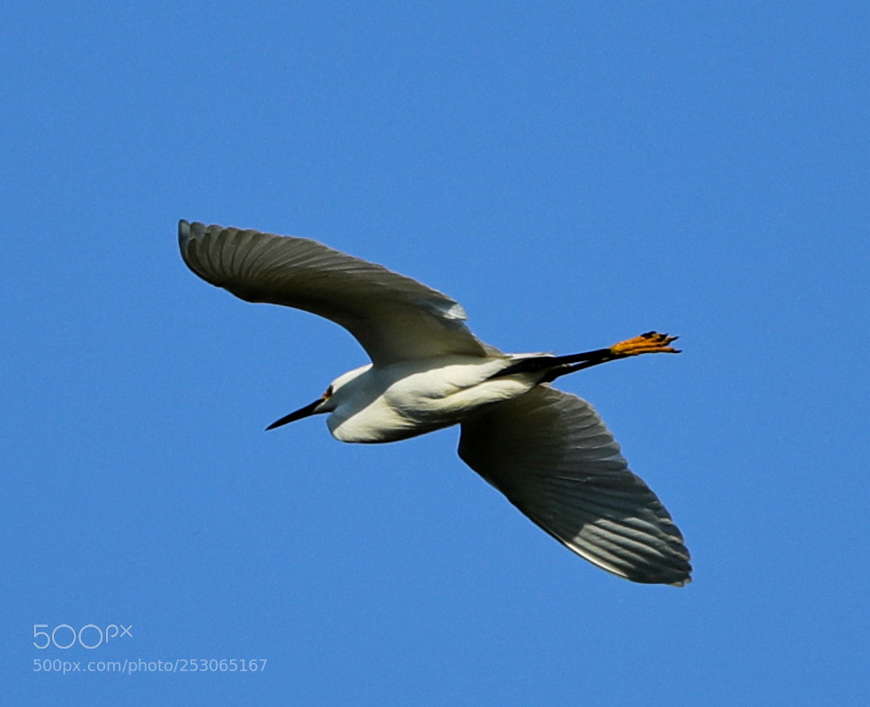 Canon EOS-1D X Mark II sample photo. 04-10-18-0011519.jpg photography