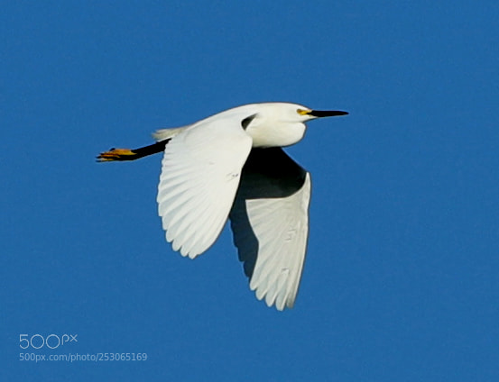 Canon EOS-1D X Mark II sample photo. 04-10-18-0011516.jpg photography