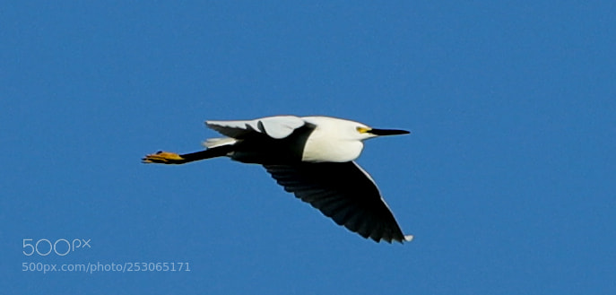 Canon EOS-1D X Mark II sample photo. 04-10-18-0011515.jpg photography