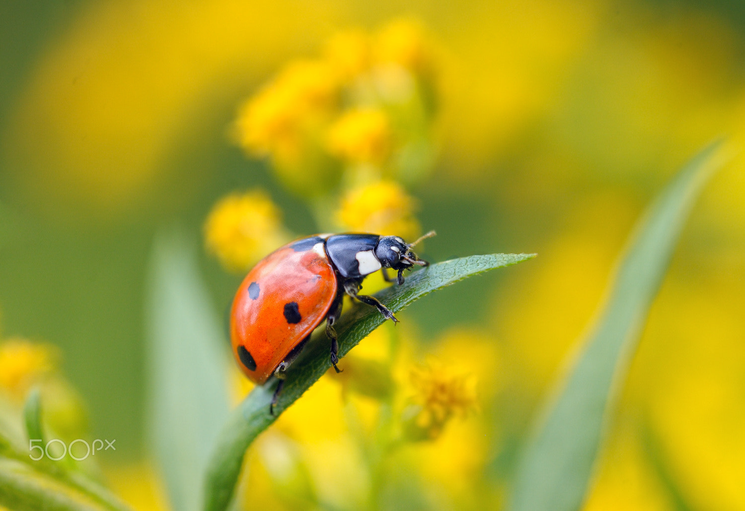 Nikon AF Micro-Nikkor 60mm F2.8D sample photo. **** photography
