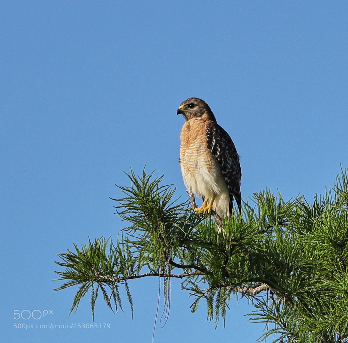 Canon EOS-1D X Mark II sample photo. 04-10-18-0011514.jpg photography