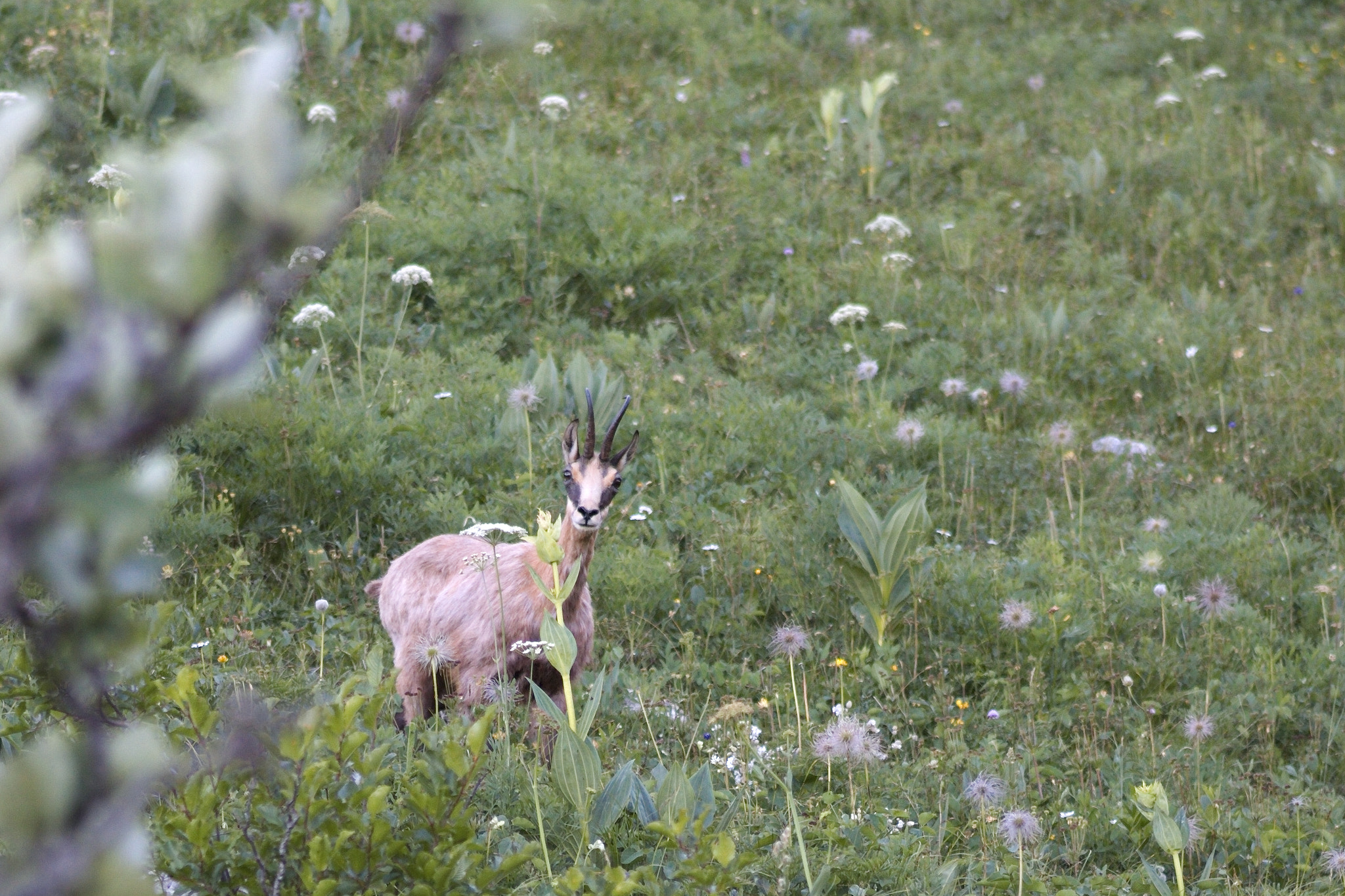 Canon EOS 40D + Sigma 105mm F2.8 EX DG Macro sample photo. Chamois photography