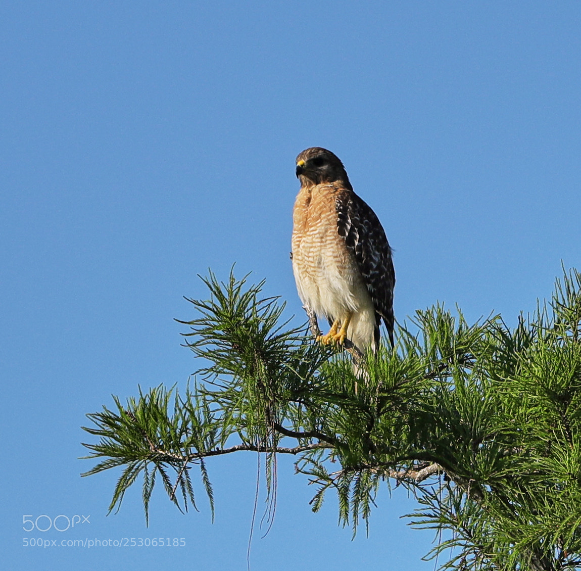Canon EOS-1D X Mark II sample photo. 04-10-18-0011513.jpg photography