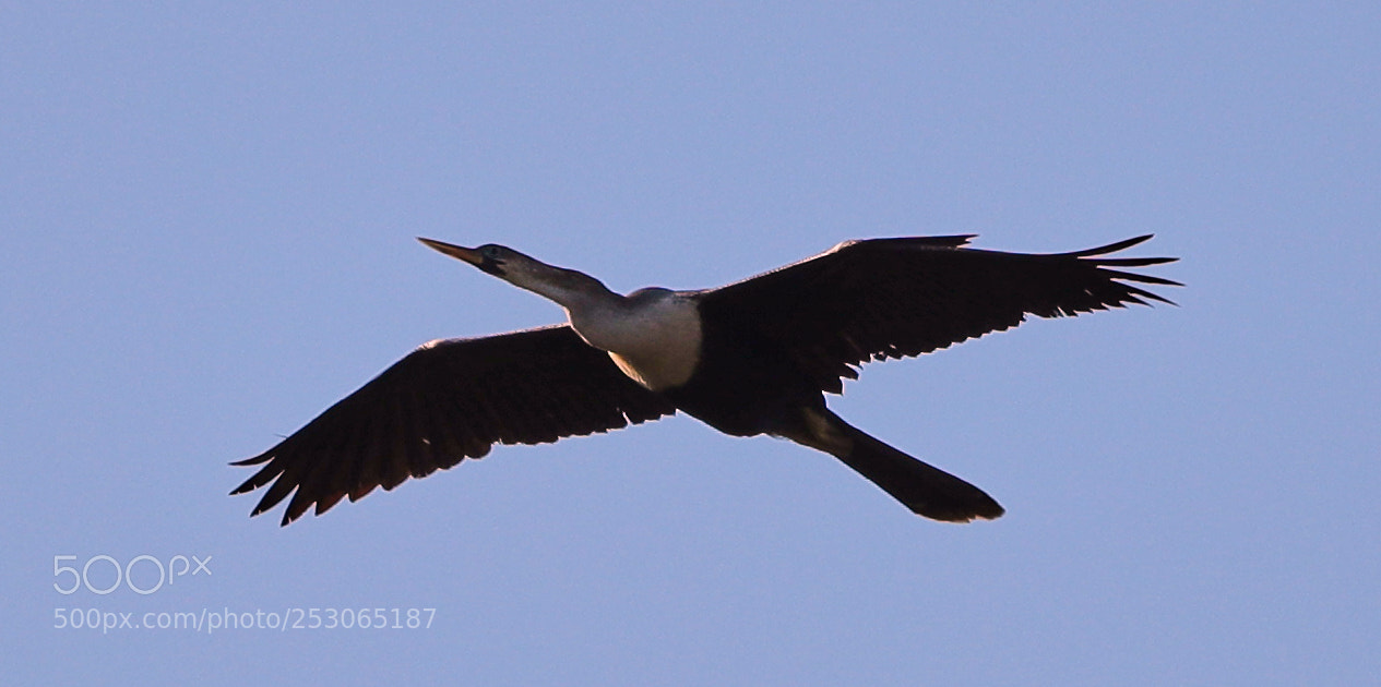 Canon EOS-1D X Mark II sample photo. 04-10-18-0011512.jpg photography