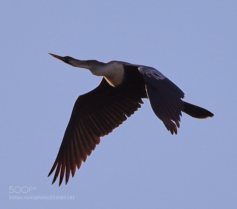 Canon EOS-1D X Mark II sample photo. 04-10-18-0011511.jpg photography