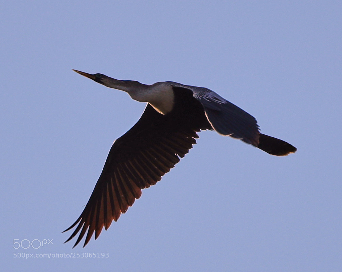 Canon EOS-1D X Mark II sample photo. 04-10-18-0011510.jpg photography