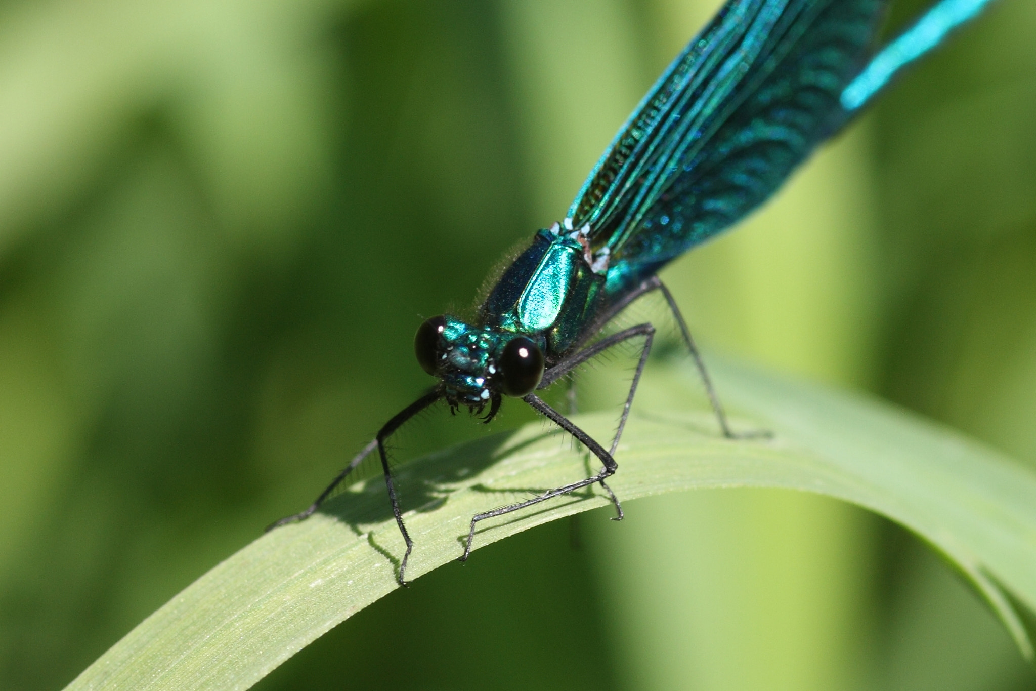 Canon 105mm sample photo. Dragonfly photography