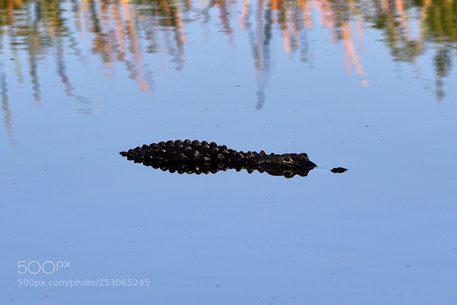 Canon EOS-1D X Mark II sample photo. 04-10-18-0011497.jpg photography