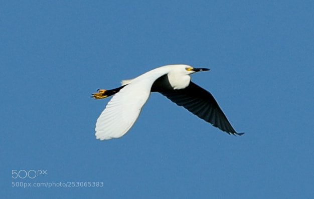 Canon EOS-1D X Mark II sample photo. 04-10-18-0011495.jpg photography