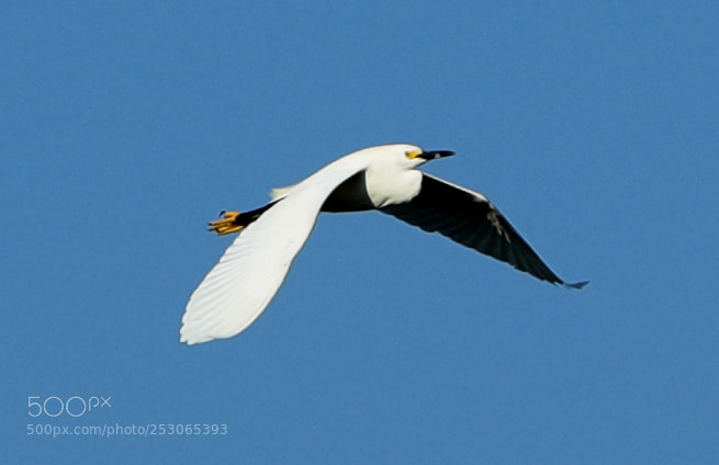 Canon EOS-1D X Mark II sample photo. 04-10-18-0011494.jpg photography