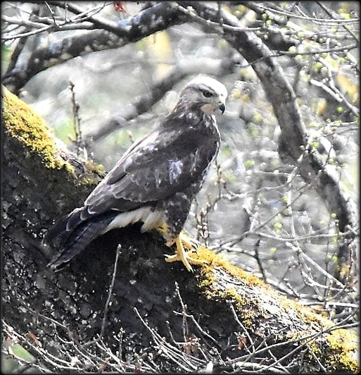 Nikon D7200 sample photo. "hunting bird" photography