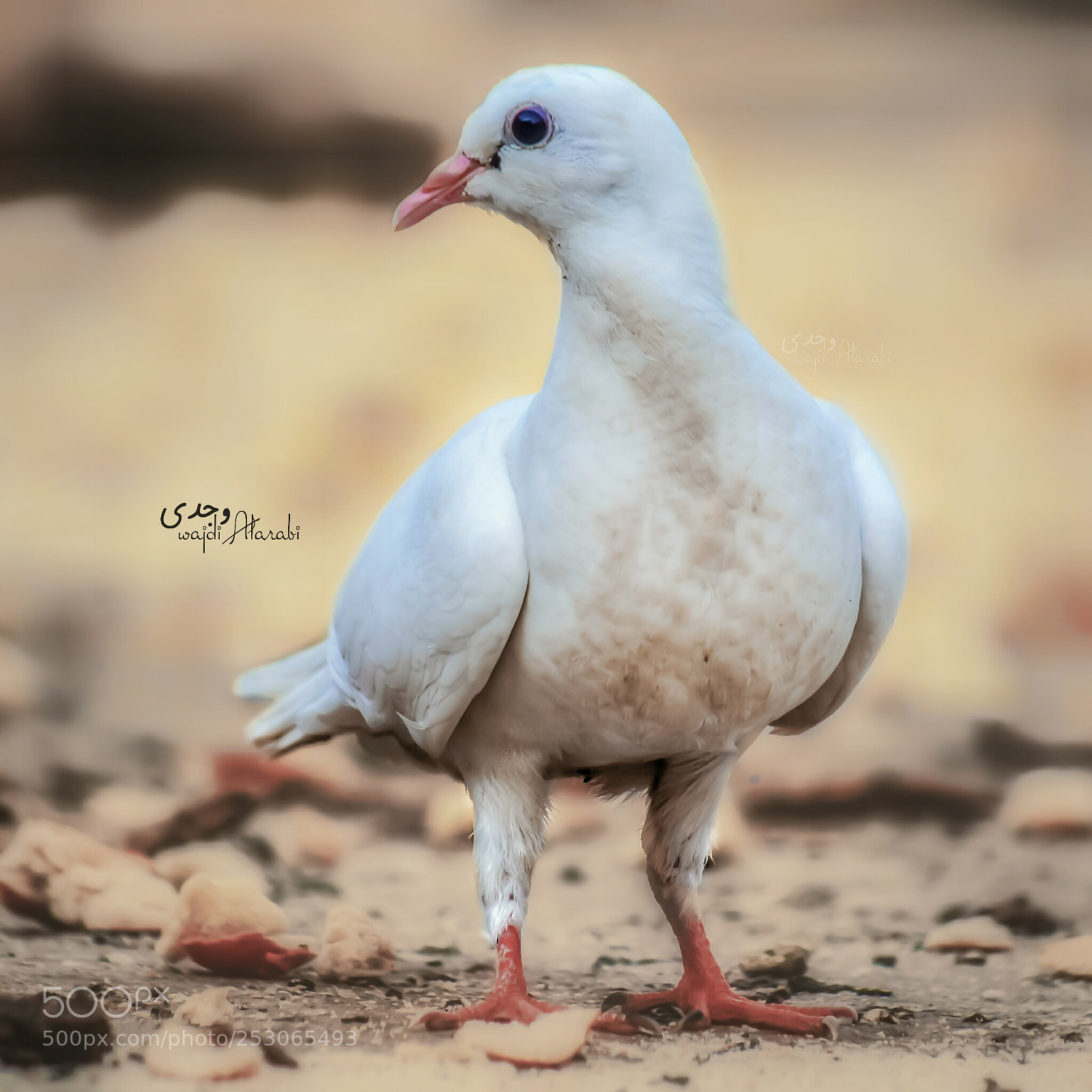 Nikon D7100 sample photo. Dove photography