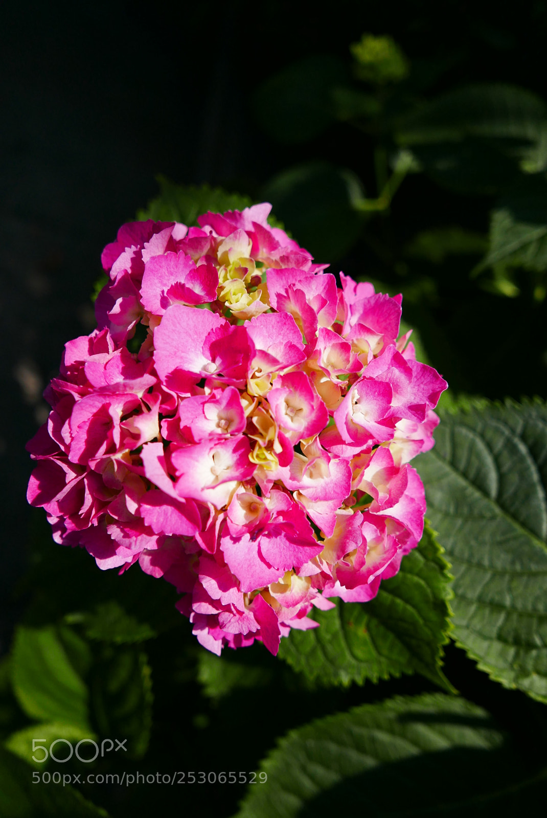 Leica D-Lux (Typ 109) sample photo. Untitled photography