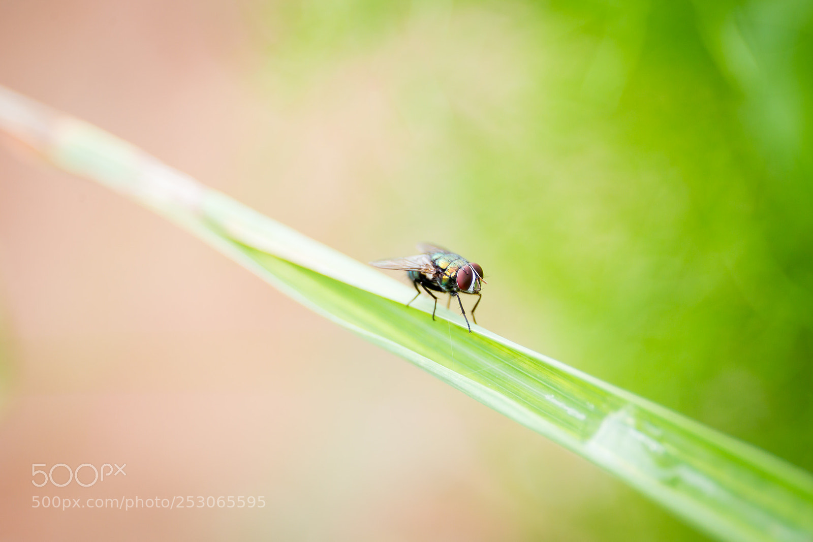 Canon EOS-1D Mark IV sample photo. Housefly photography