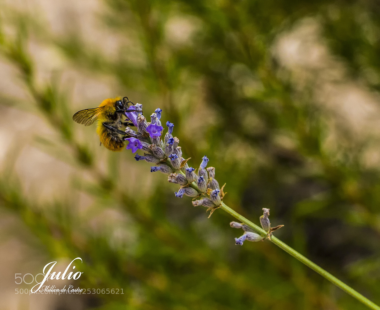 Canon EOS 650D (EOS Rebel T4i / EOS Kiss X6i) sample photo. Abeja sobre lavanda photography