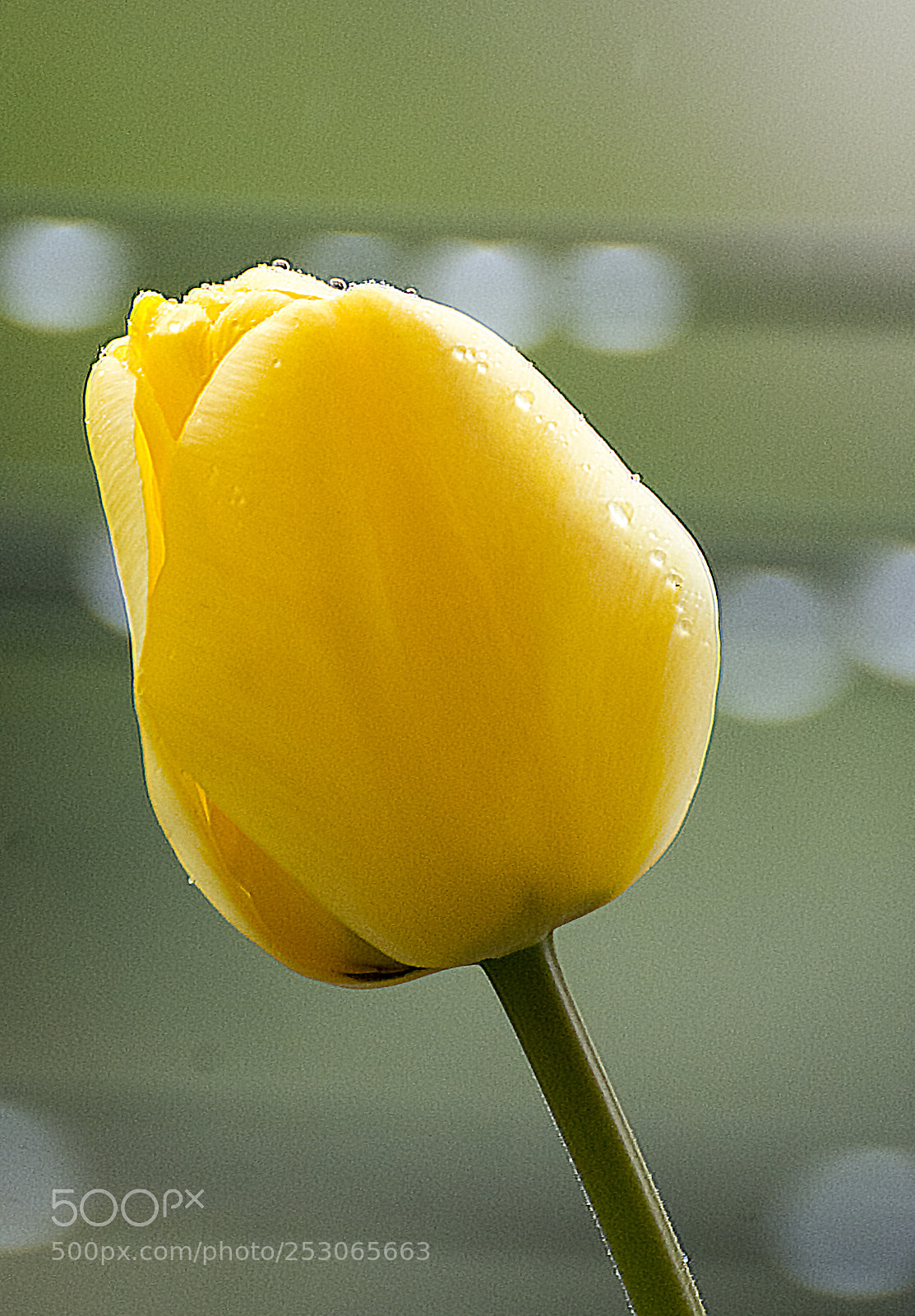Nikon D7100 sample photo. Tulip_1 photography