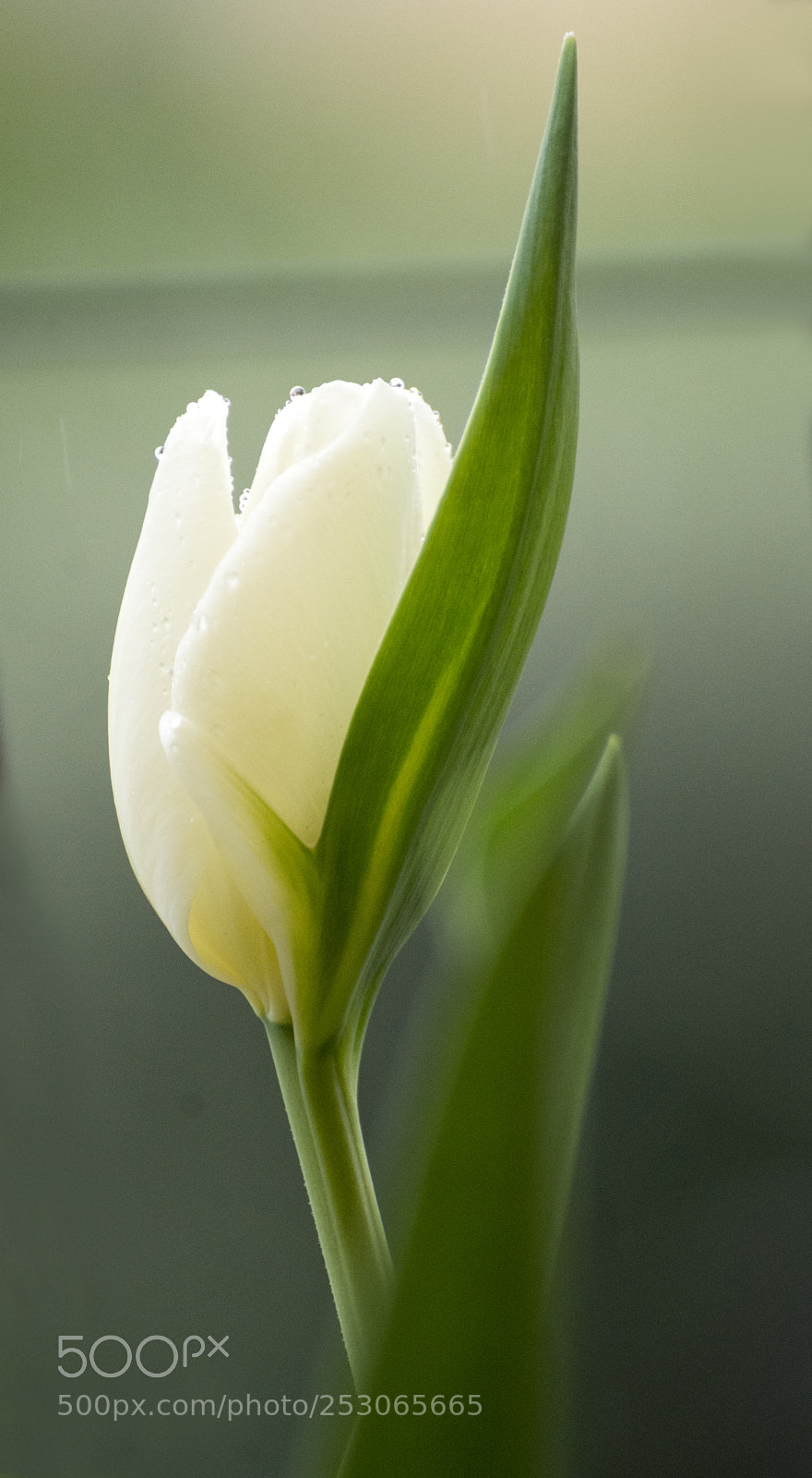 Nikon D7100 sample photo. Tulip_2 photography