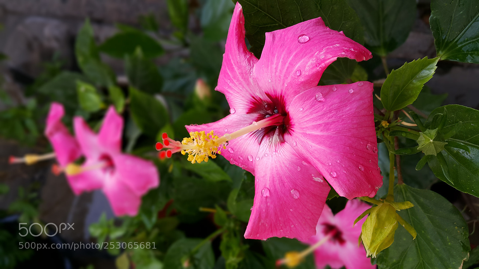 Samsung Galaxy Note4 sample photo. Pink hibiscus photography