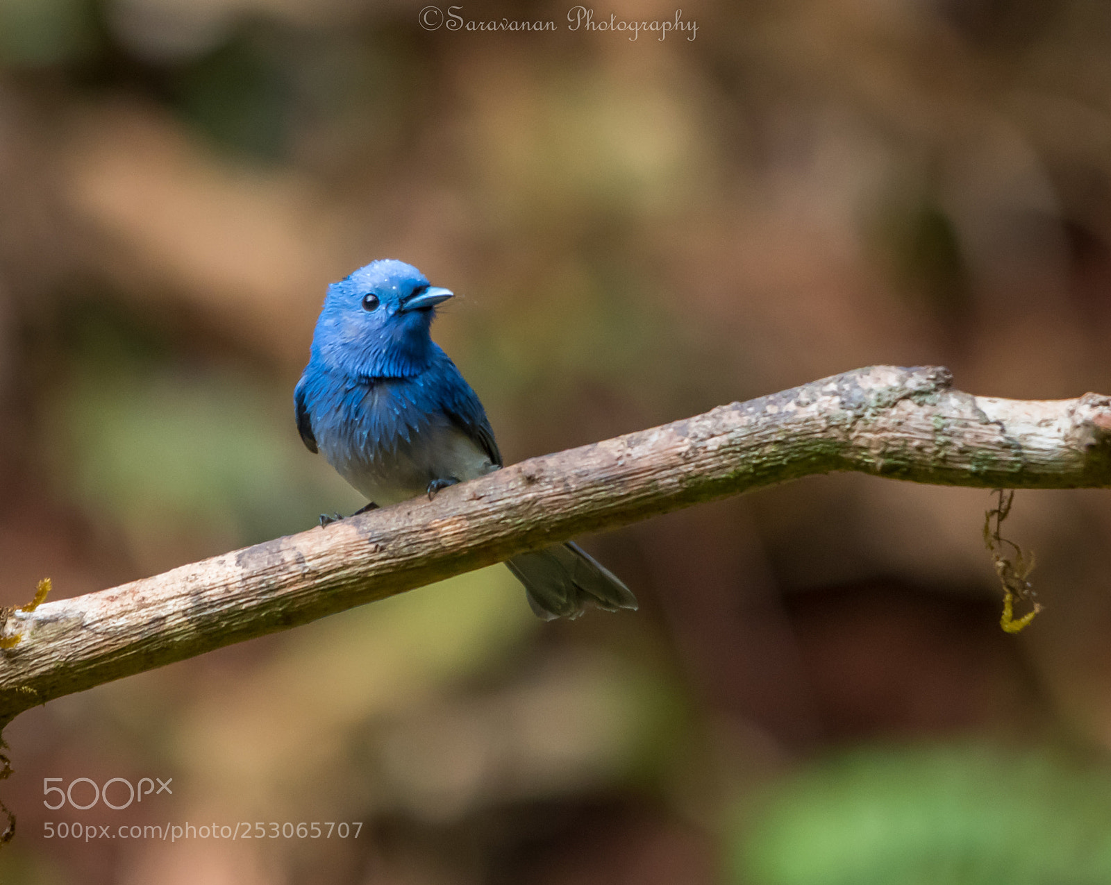 Nikon D500 sample photo. Blue naped monarch photography