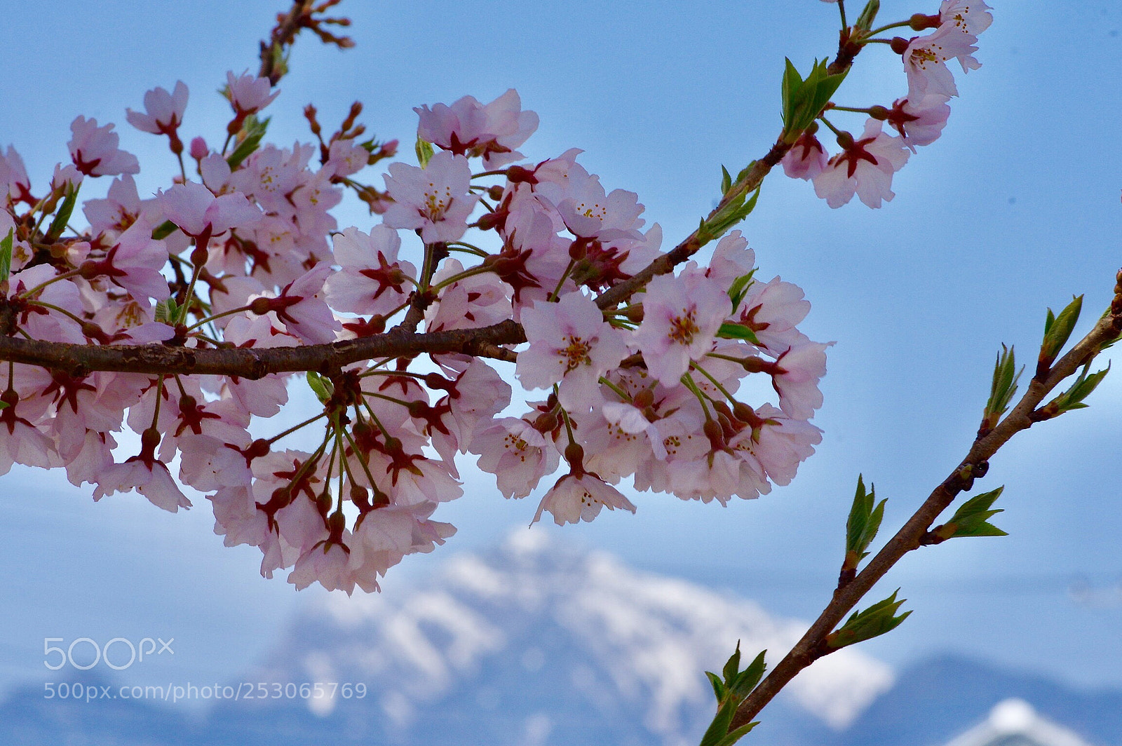 Pentax K-3 II sample photo. Sakura and snow mountain  photography