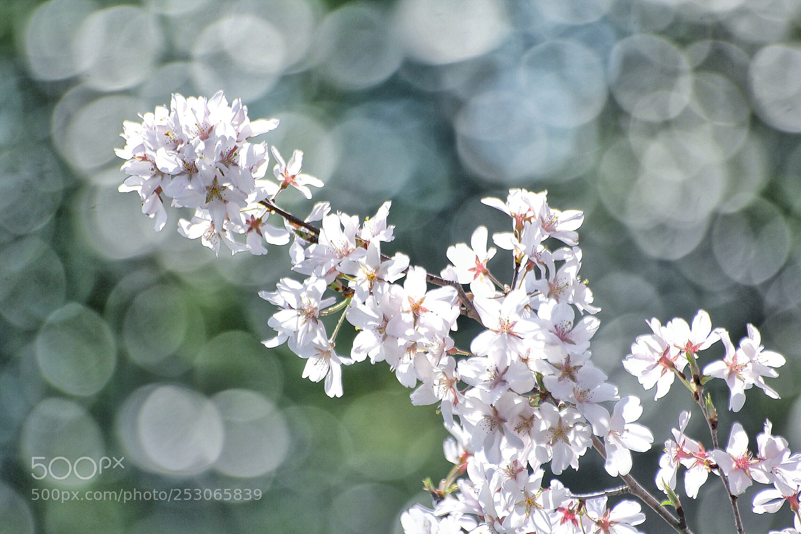 Canon EOS 60D sample photo. Cherry 2
 photography
