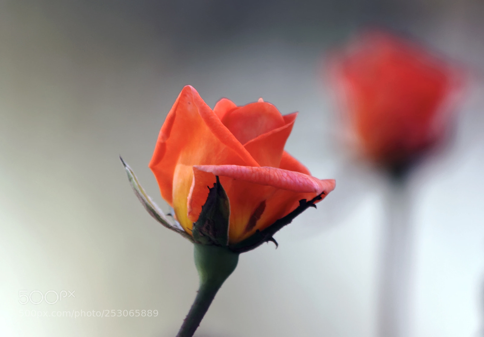 Canon EOS 7D sample photo. Rose photography