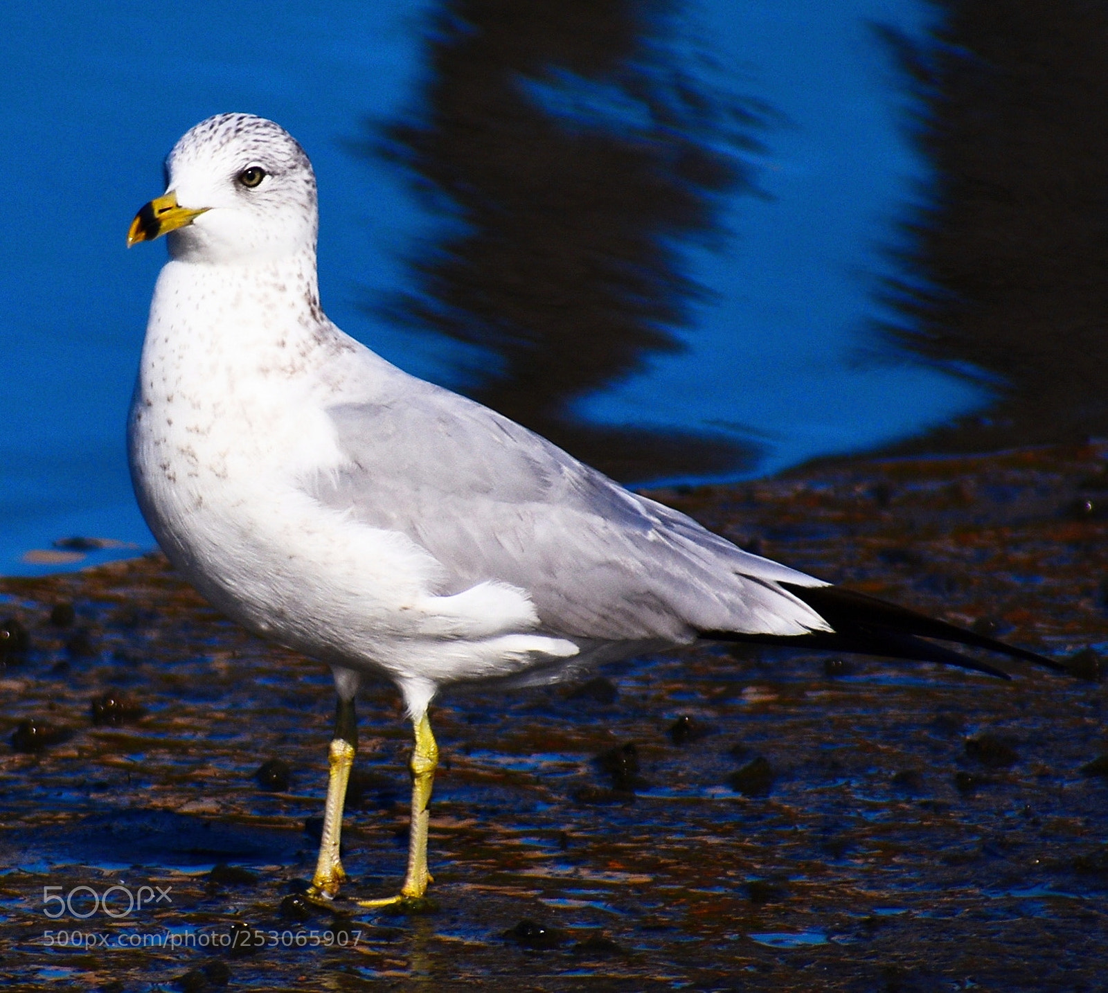 Nikon D7200 sample photo. Baby seagull standing on photography