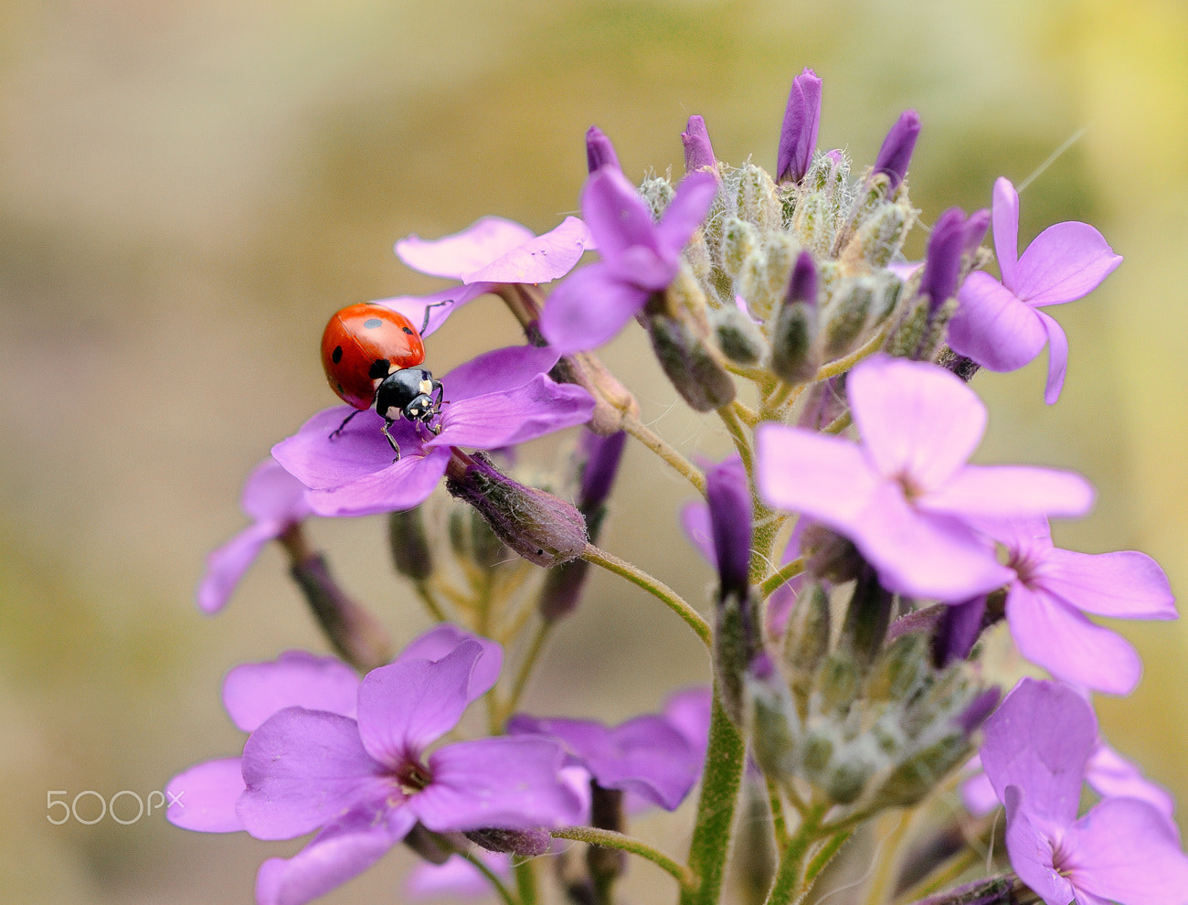 Nikon AF Micro-Nikkor 60mm F2.8D sample photo. Lb photography