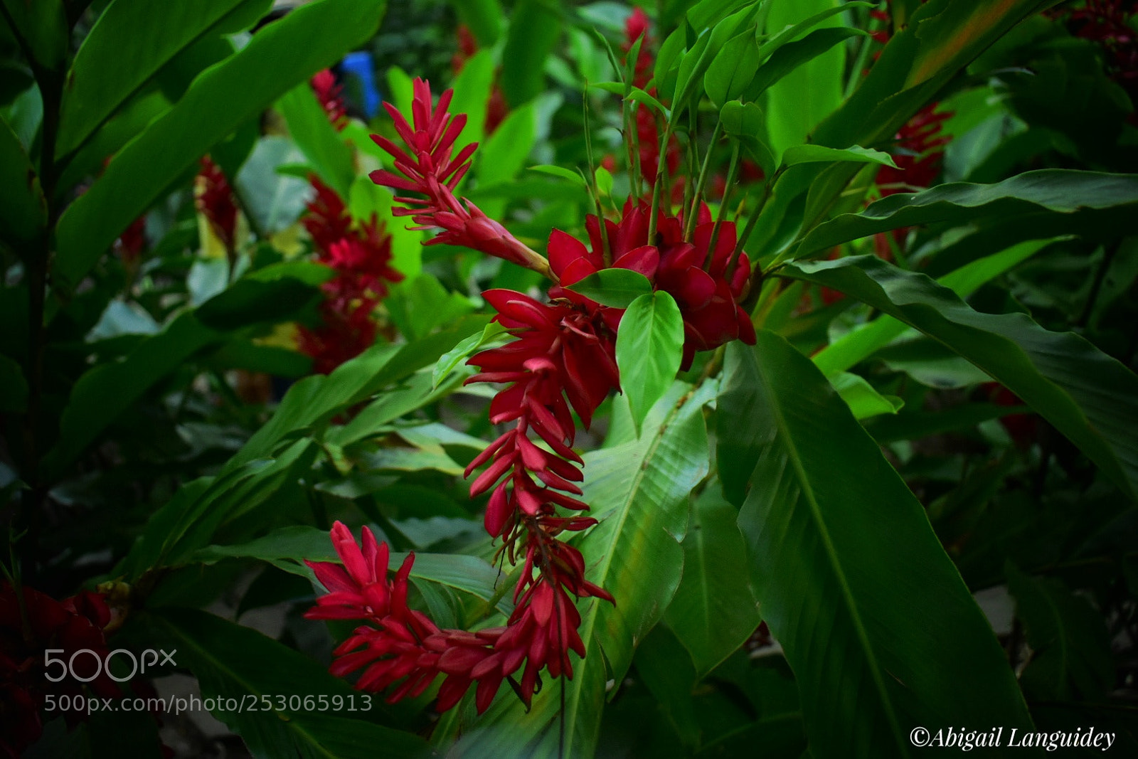 Nikon D3400 sample photo. Flora photography