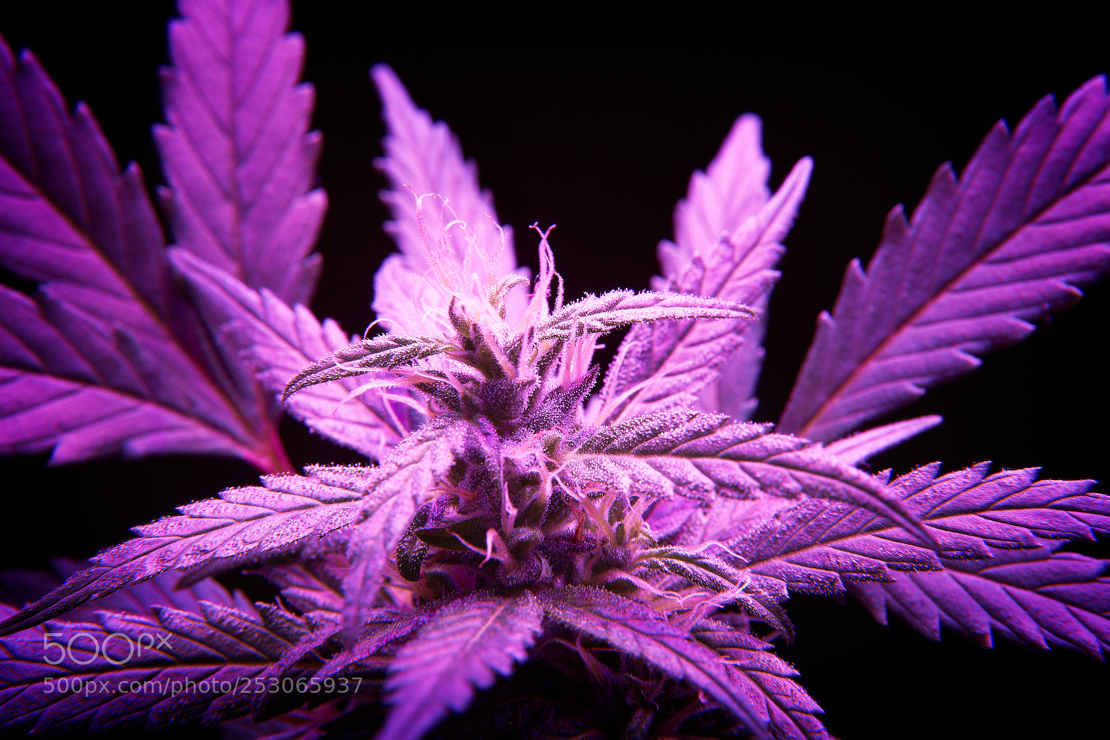 Canon EOS-1D X sample photo. Cannadbishybrid ml photography
