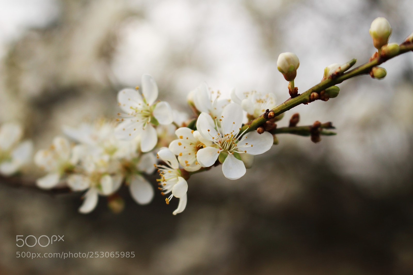 Canon EOS 100D (EOS Rebel SL1 / EOS Kiss X7) sample photo. First blossom of spring photography