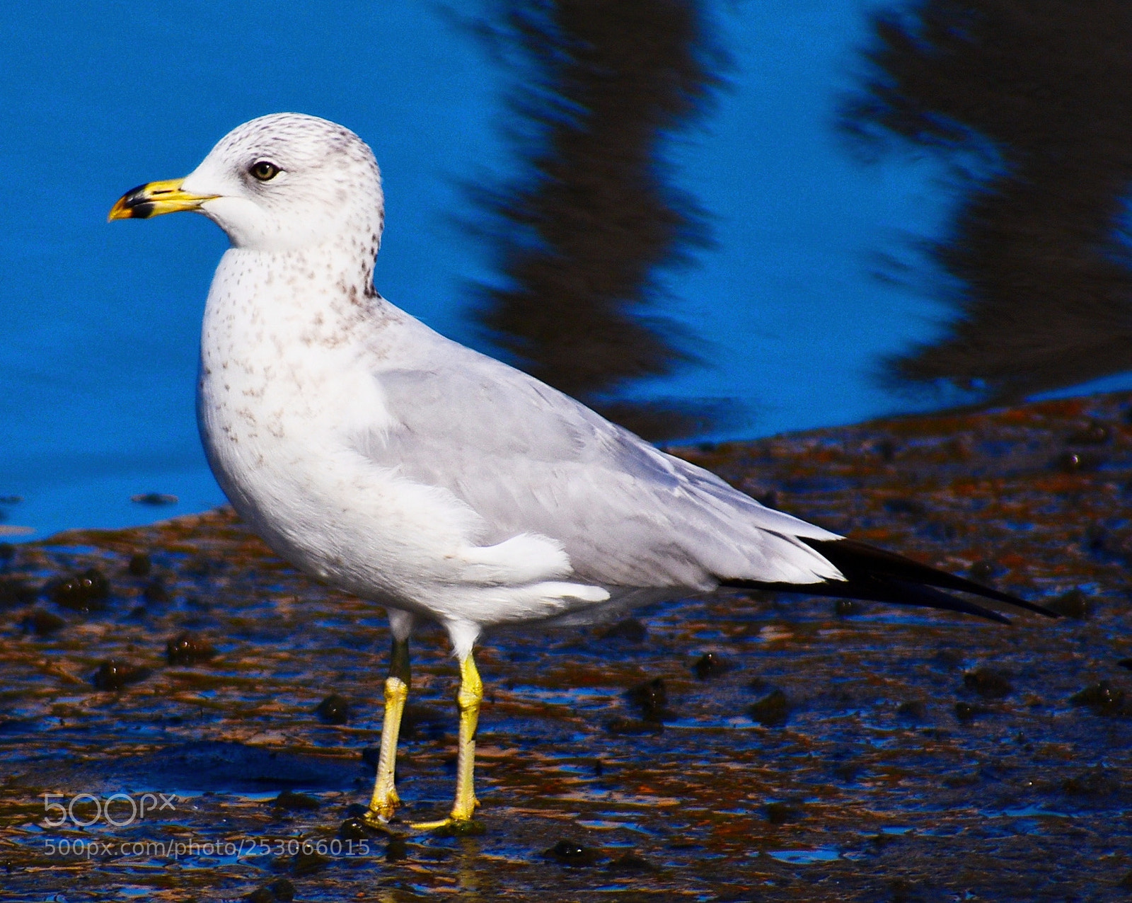 Nikon D7200 sample photo. Baby seagull standing on photography