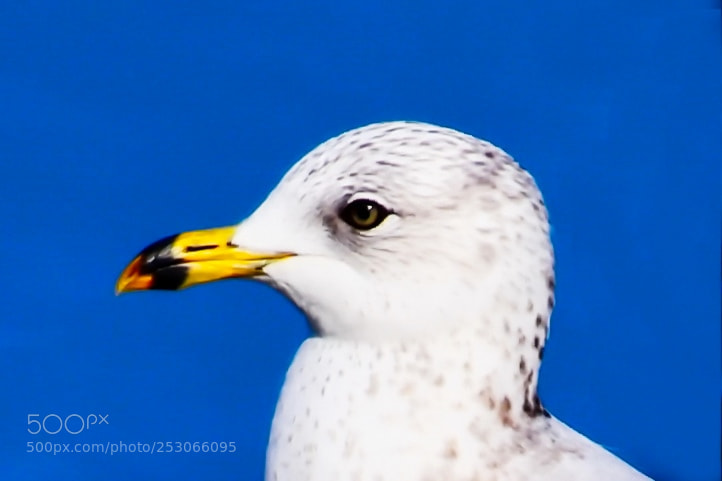 Nikon D7200 sample photo. Baby seagull portrait photography