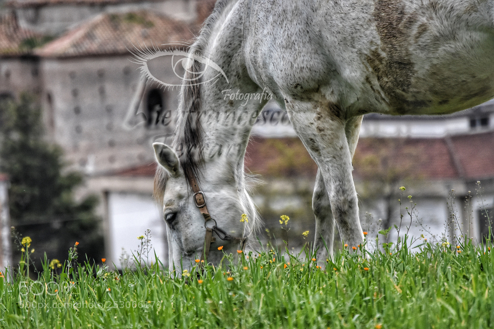 Nikon D7200 sample photo. Hourse frascineto photography