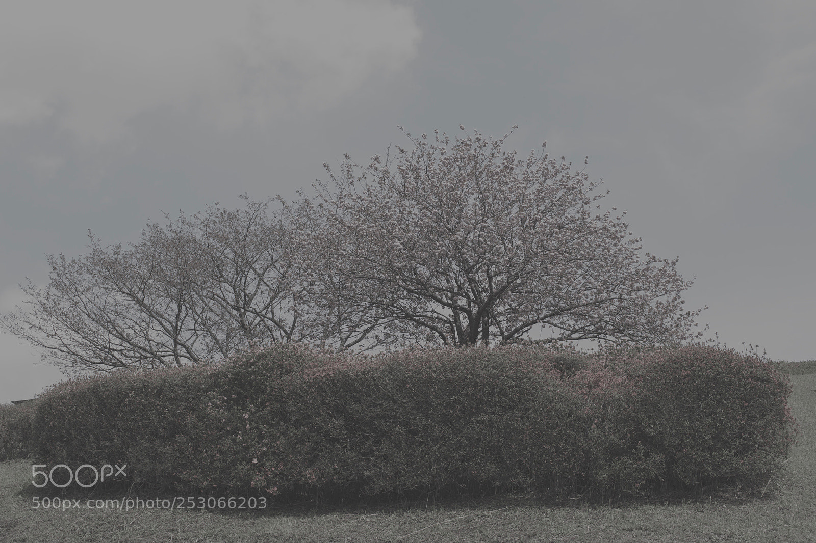 Canon EOS 700D (EOS Rebel T5i / EOS Kiss X7i) sample photo. Under the sun photography