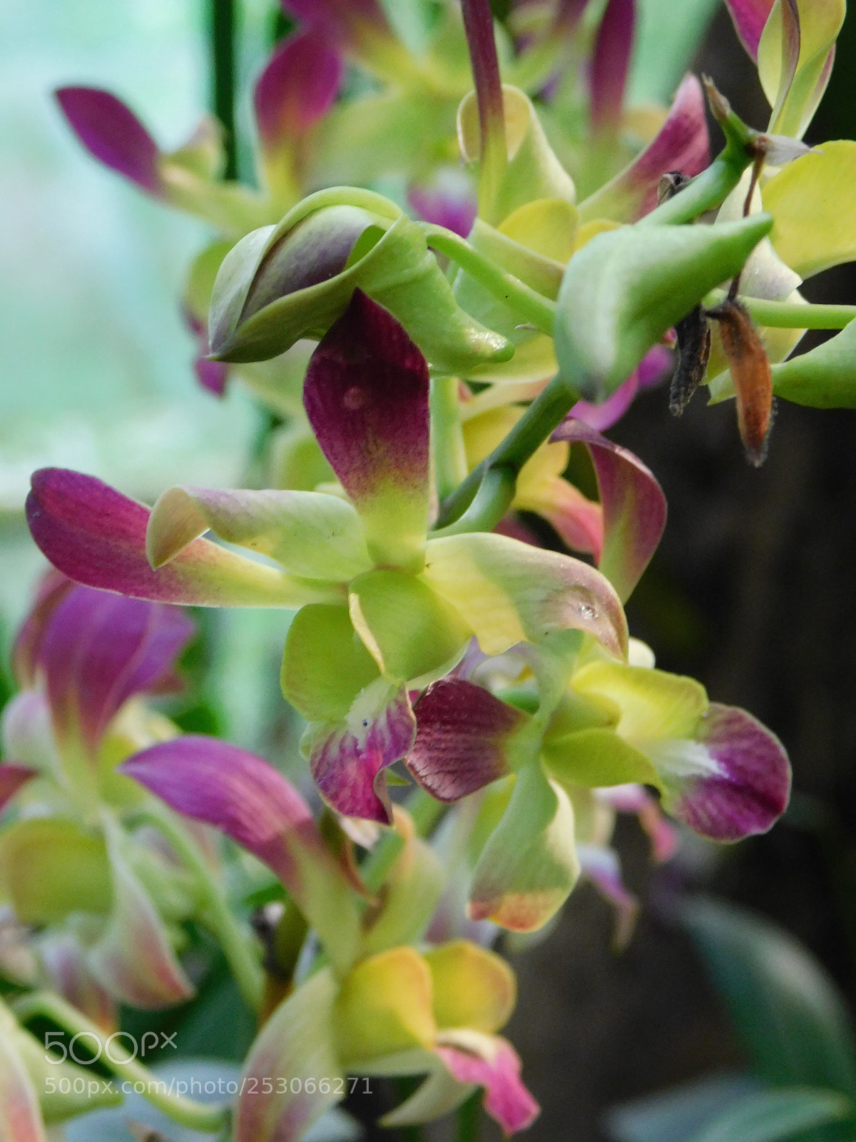 Nikon Coolpix B500 sample photo. Orchid photography