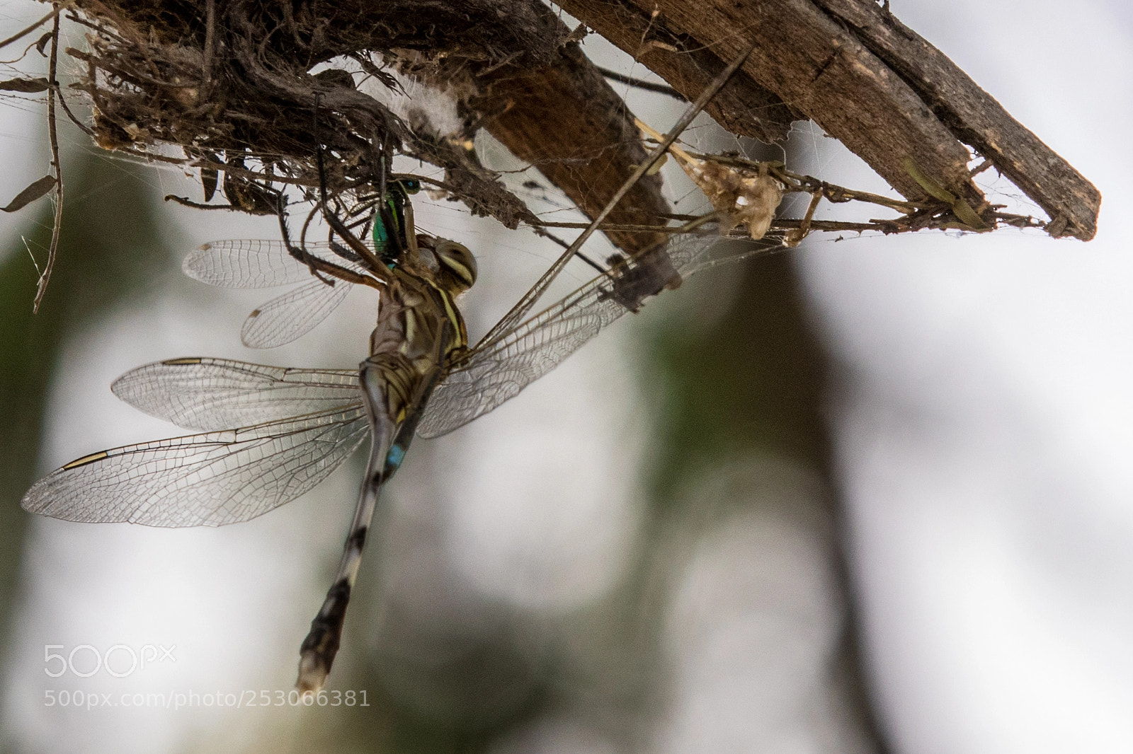Canon EOS 80D sample photo. Macro photography
