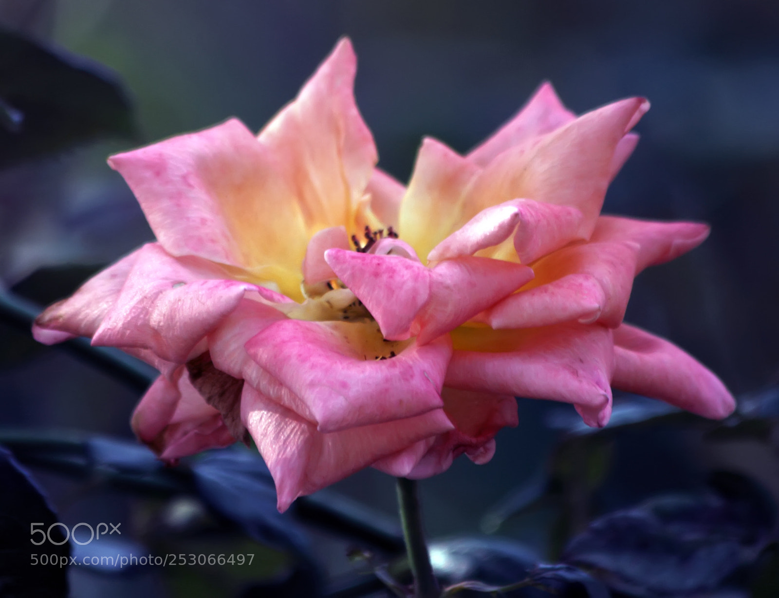 Canon EOS 7D sample photo. Rose photography